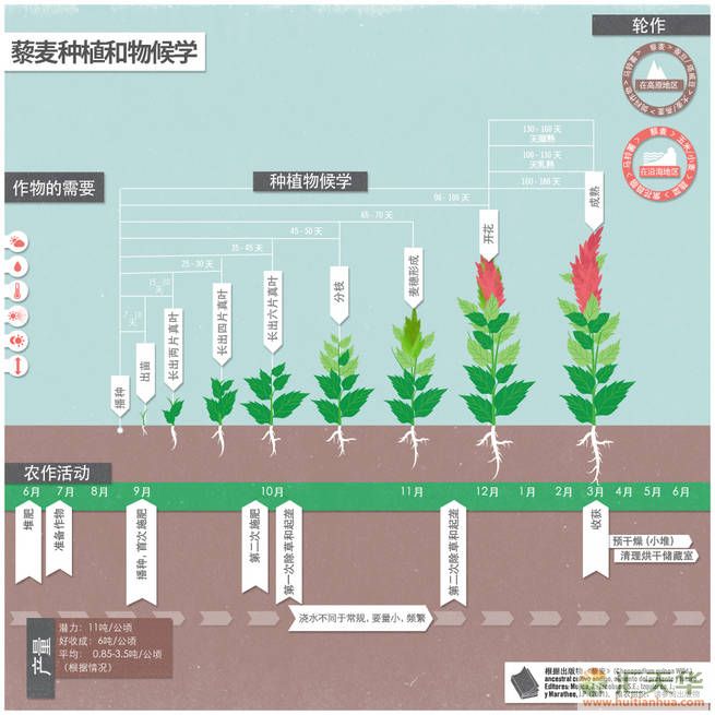 藜麦